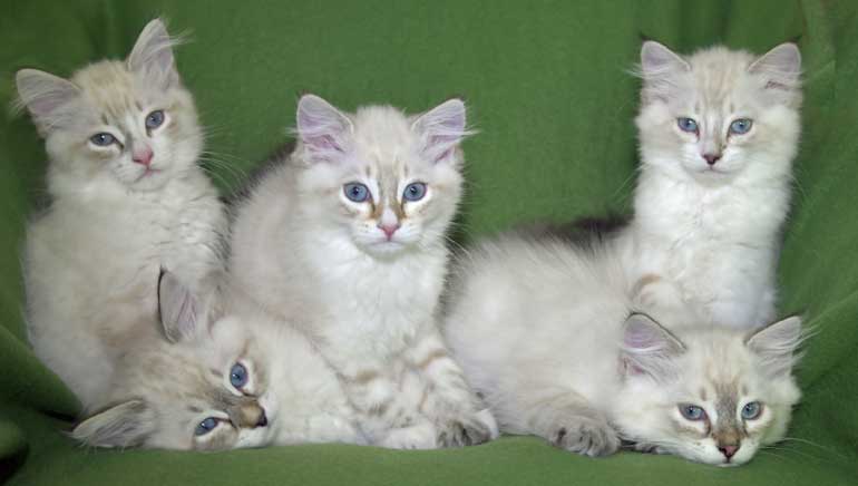 Neva Masquerade kattungar R3-kull