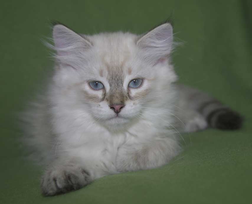 Neva Masquerade kattunge Ricci