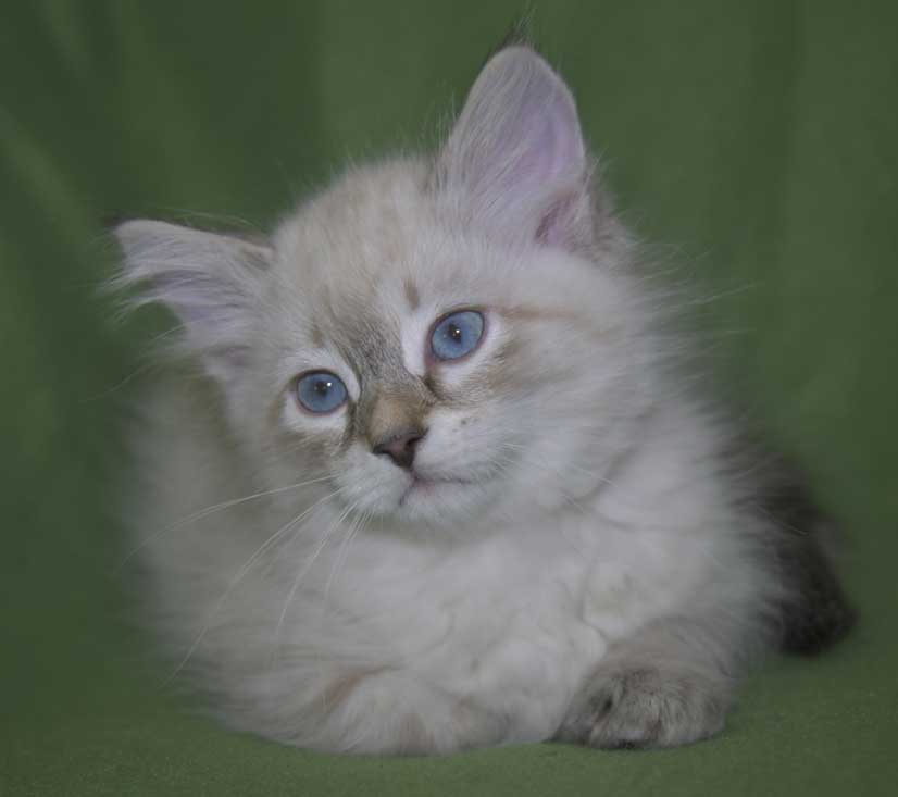 Neva Masquerade kattunge Reiko