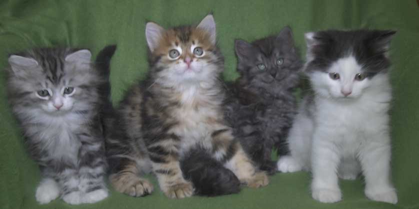 Sibiriska kattungar S3-kull