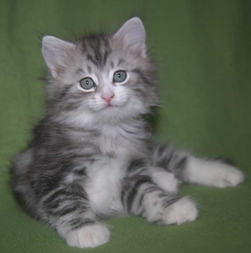 Sibirisk kattunge Seppina