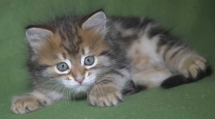 Sibirisk kattunge Semele