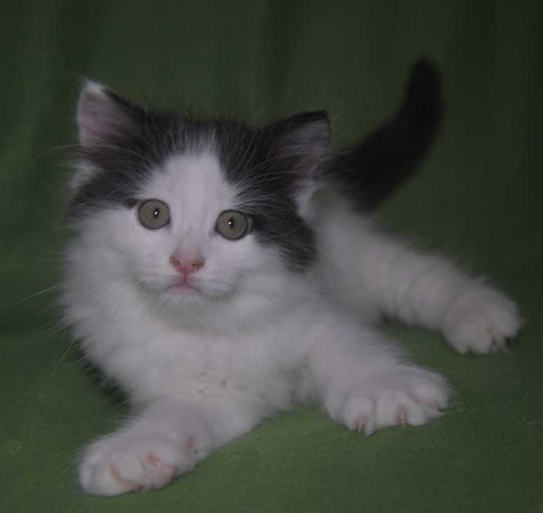 Sibirisk kattunge Saroma