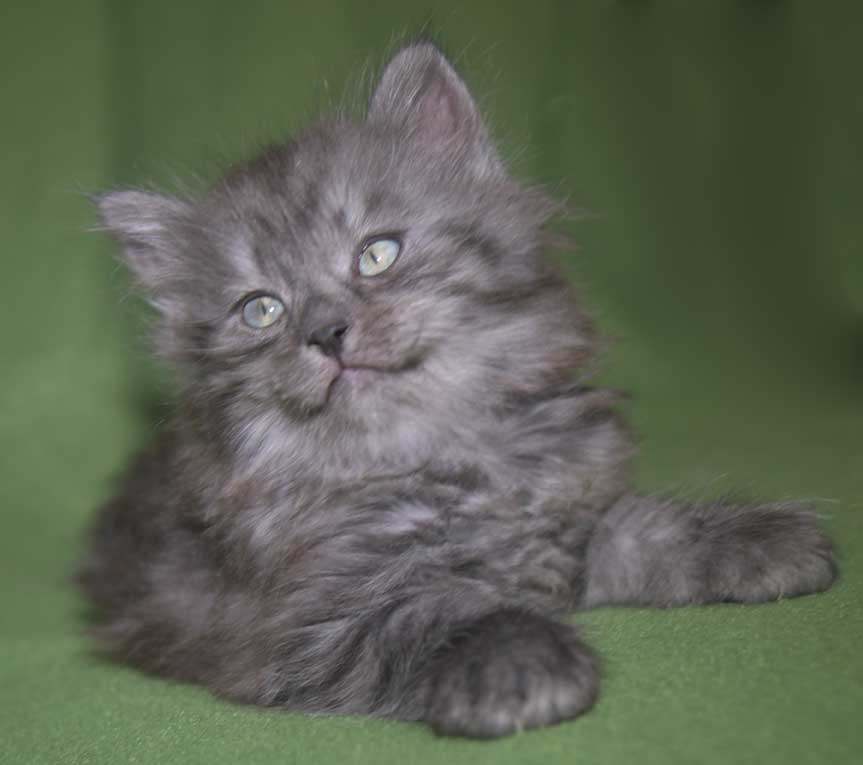 Sibirisk kattunge Skip