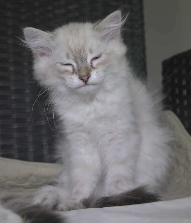 Neva Masquerade kattunge Ricci