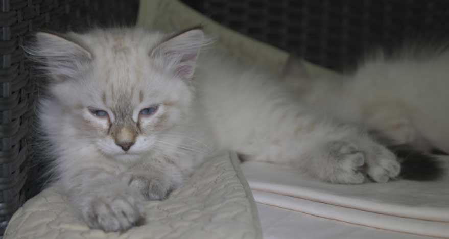 Neva Masquerade kattunge Reiko