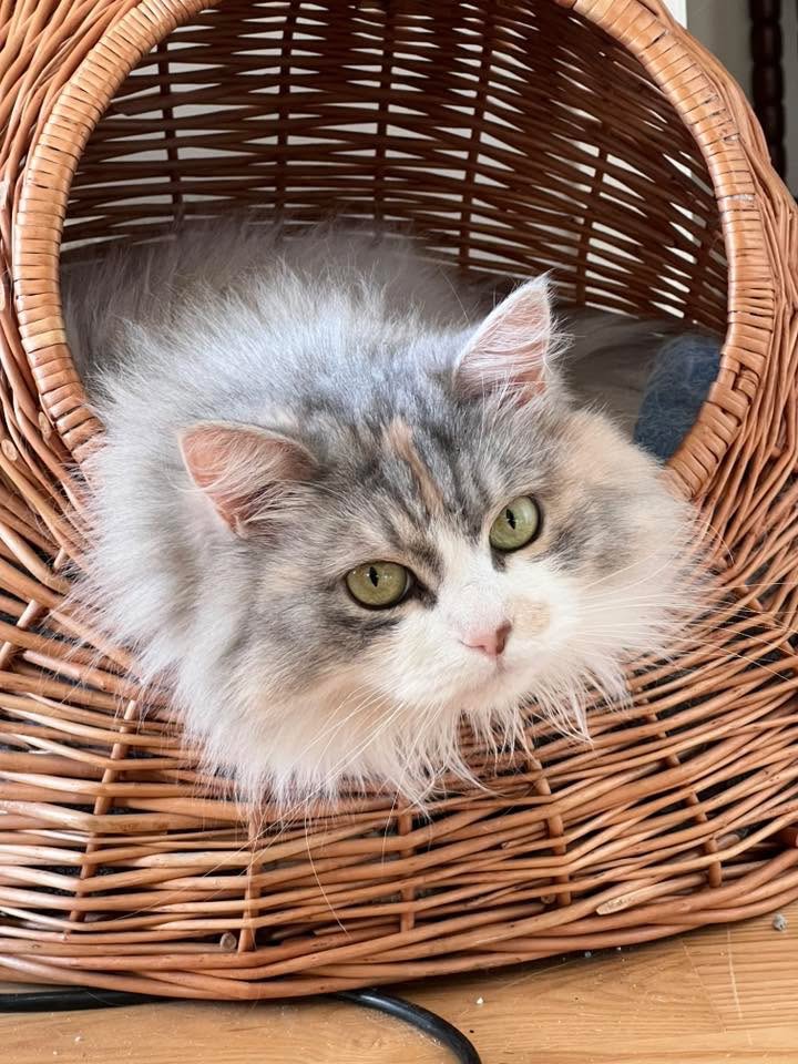 Sibiririsk katt Xenia