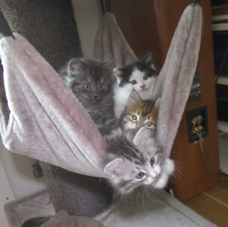 Sibiriskakattungar S3-kull