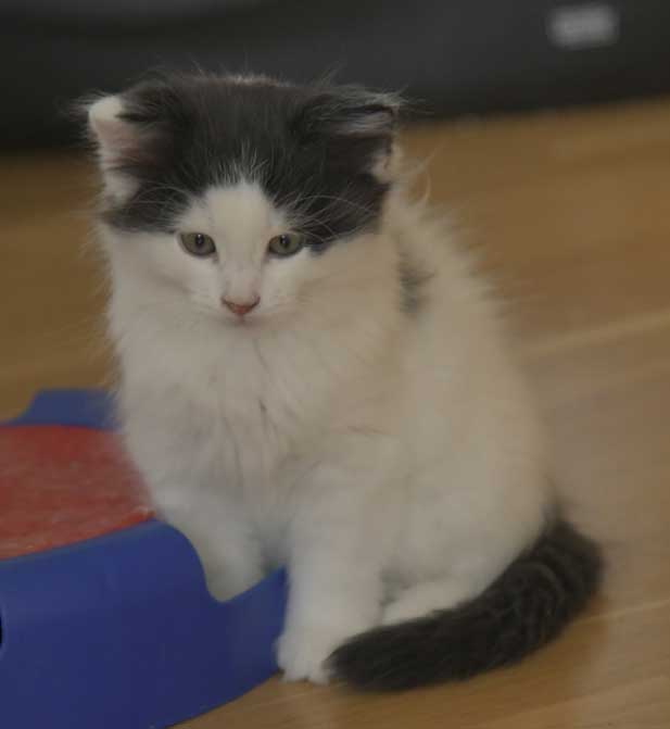 Sibirisk kattunge Saroma