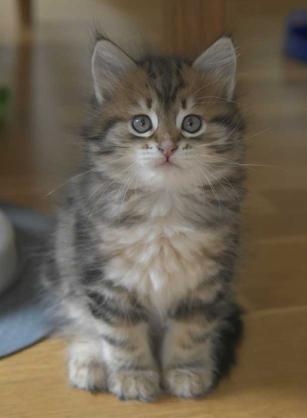 Sibirisk kattunge Semele