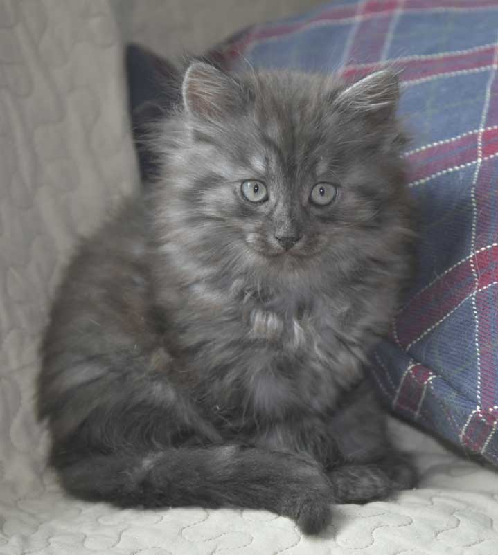 Sibirisk kattunge Skip