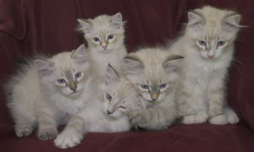 Neva Masquerade kattungar R3-kull