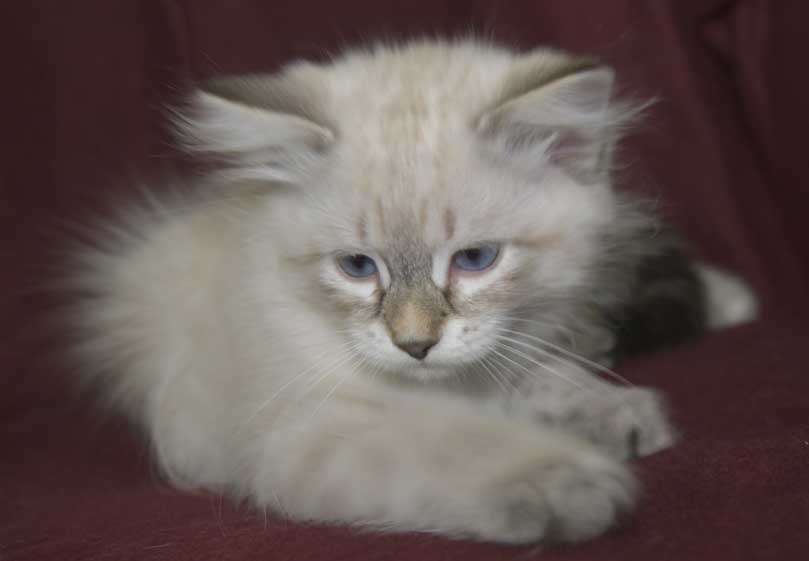 Neva Masquerade kattunge Reiko