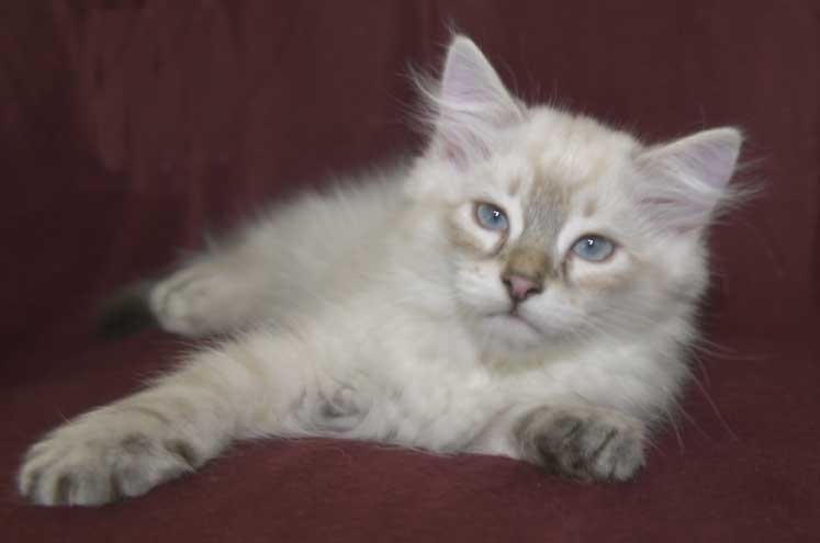 Neva Masquerade kattunge Ricci