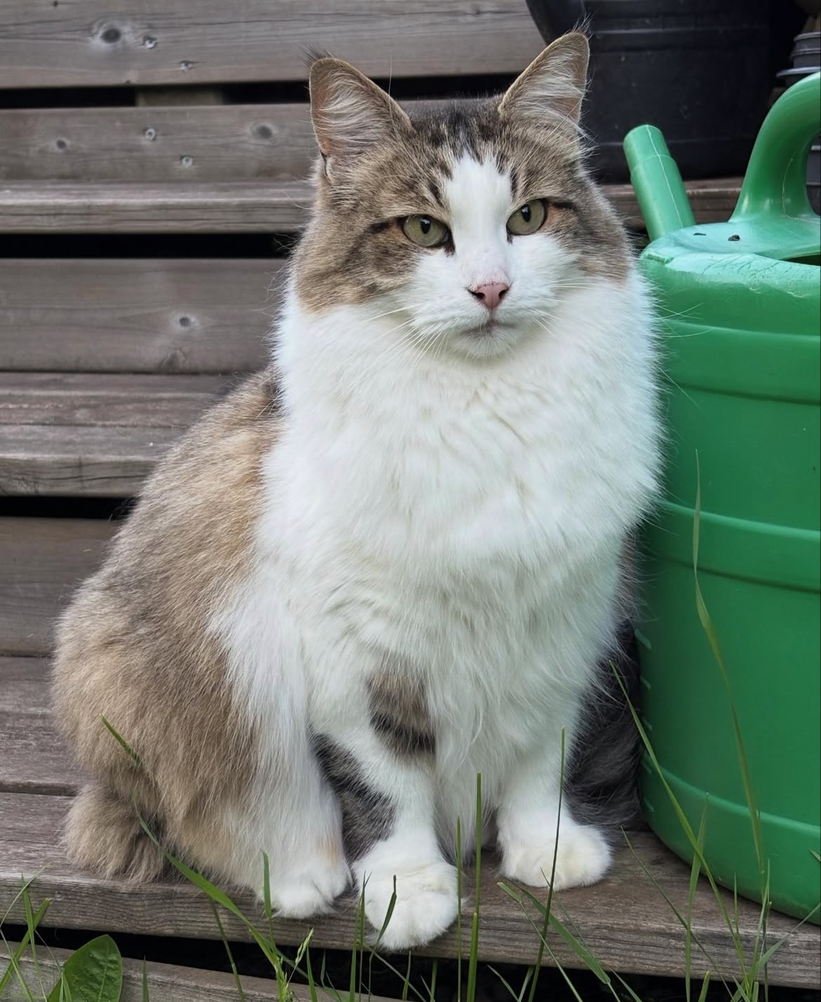 Sibirisk katt Hubble