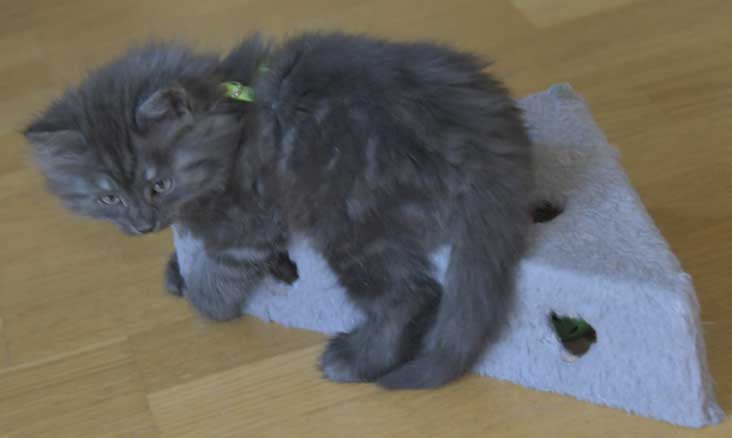 Sibirisk kattunge S3-kull