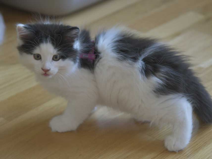 Sibirisk kattunge Saroma