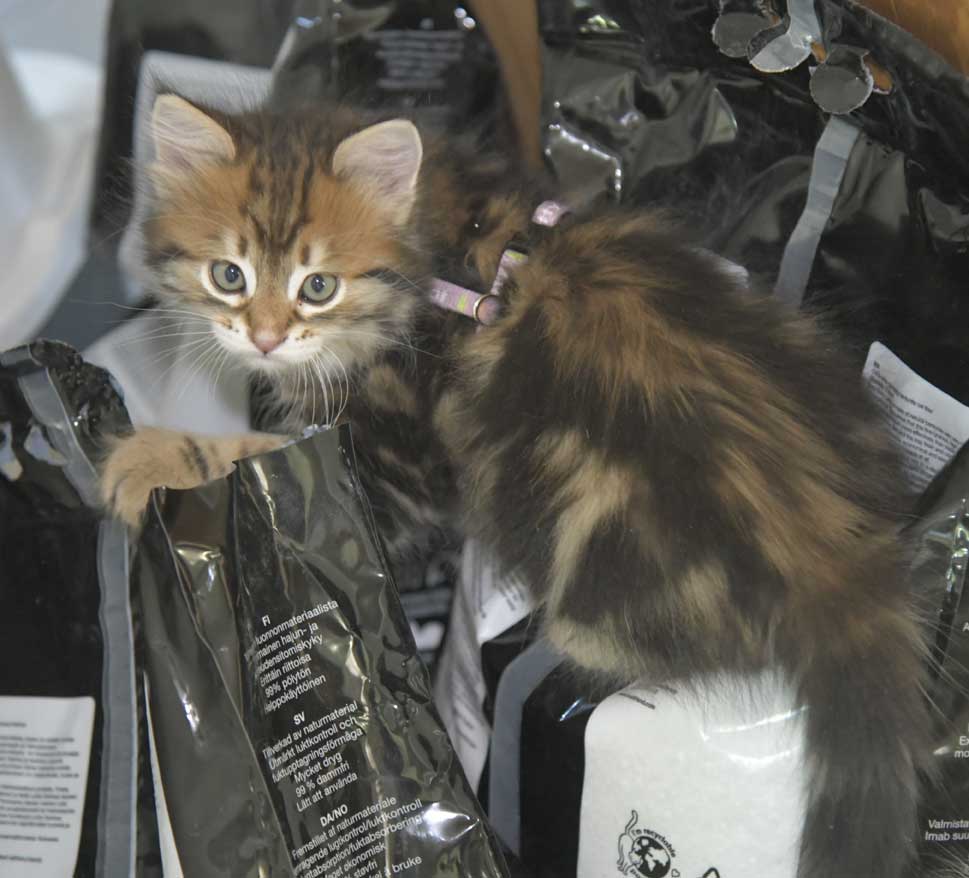 Sibirisk kattunge Semele