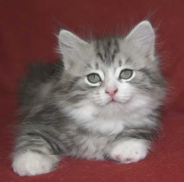 Sibiriska kattungar Seppina