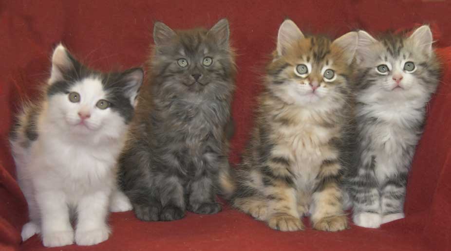 Sibiriska kattungar S3-kull