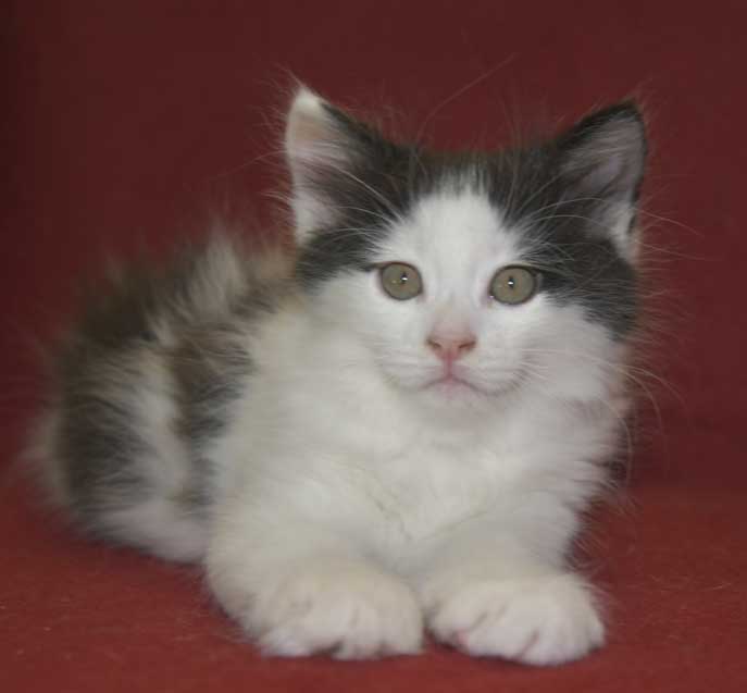 Sibirisk kattunge Saroma