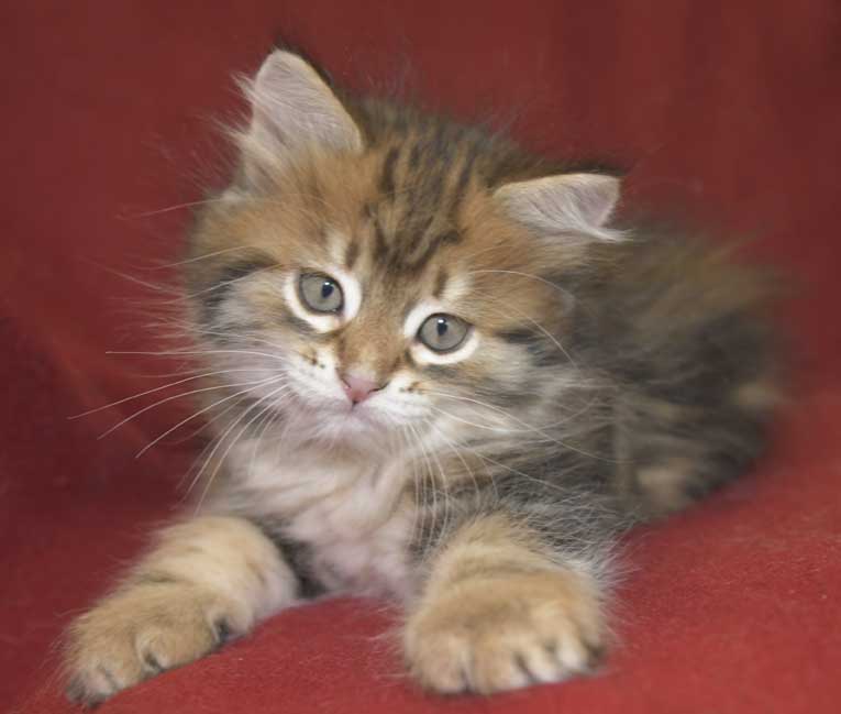 Sibirisk kattunge Semele