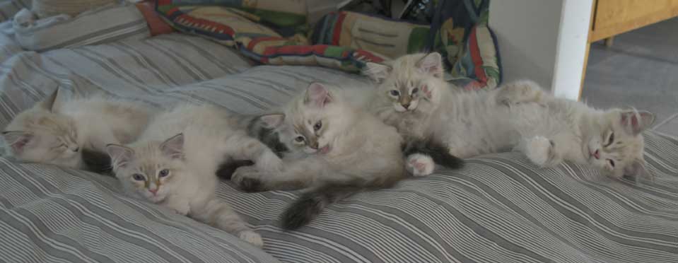 Neva Masquerade kattungar Starskys R3-kull