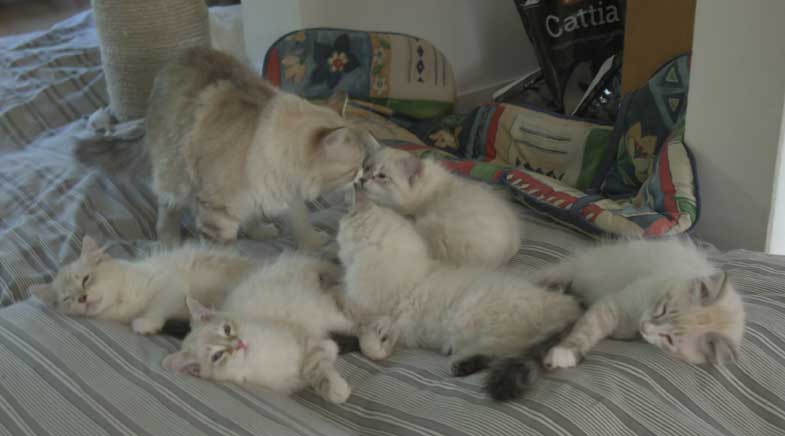 Neva Masquerade kattungar R3-kull