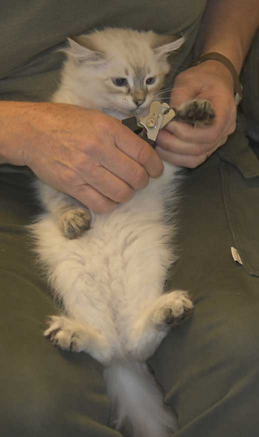 Neva Masquerade kattunge Ricci