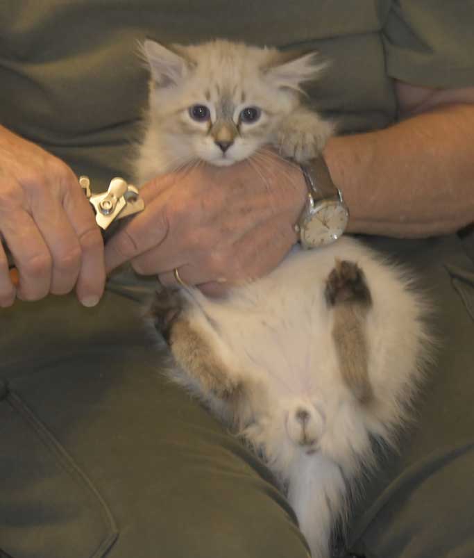 Neva Masquerade kattunge Reiko