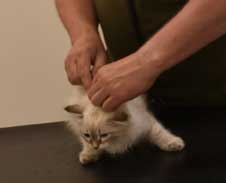 Neva Masquerade kattunge Reiko