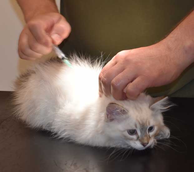 Neva Masquerade kattunge Ricci