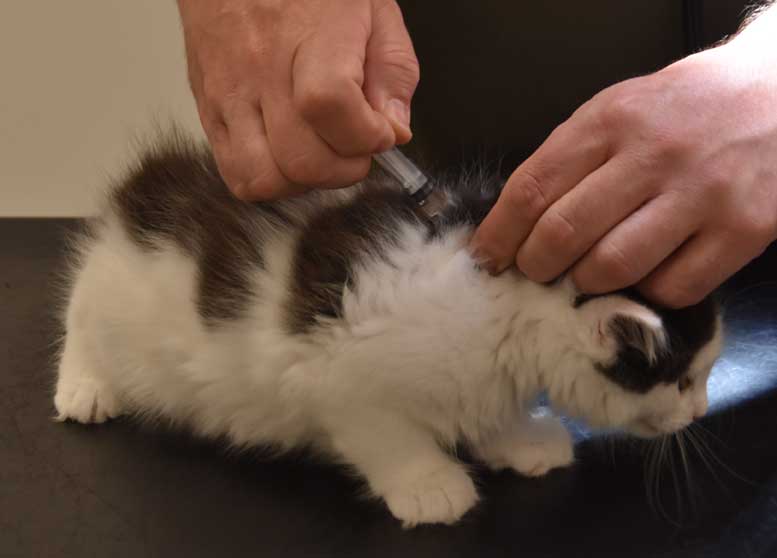 Sibirisk kattunge Saroma