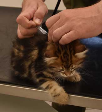 Sibirisk kattunge Semele