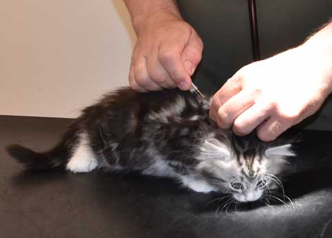 Sibiriska kattunge Seppina