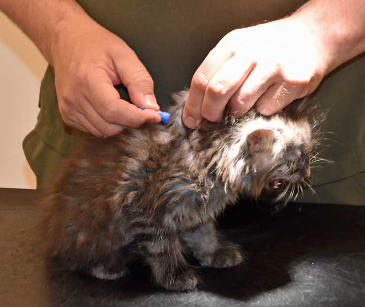 Sibirisk kattunge Skip