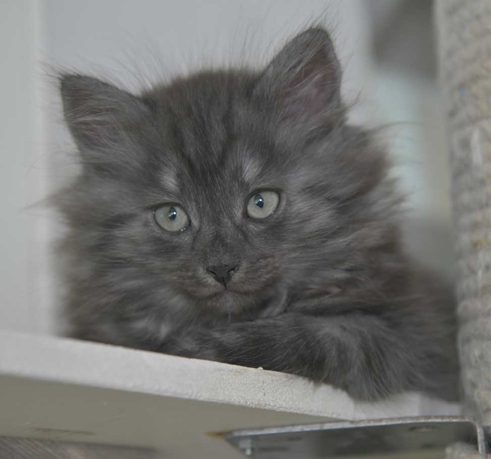 Sibirisk kattunge Skip