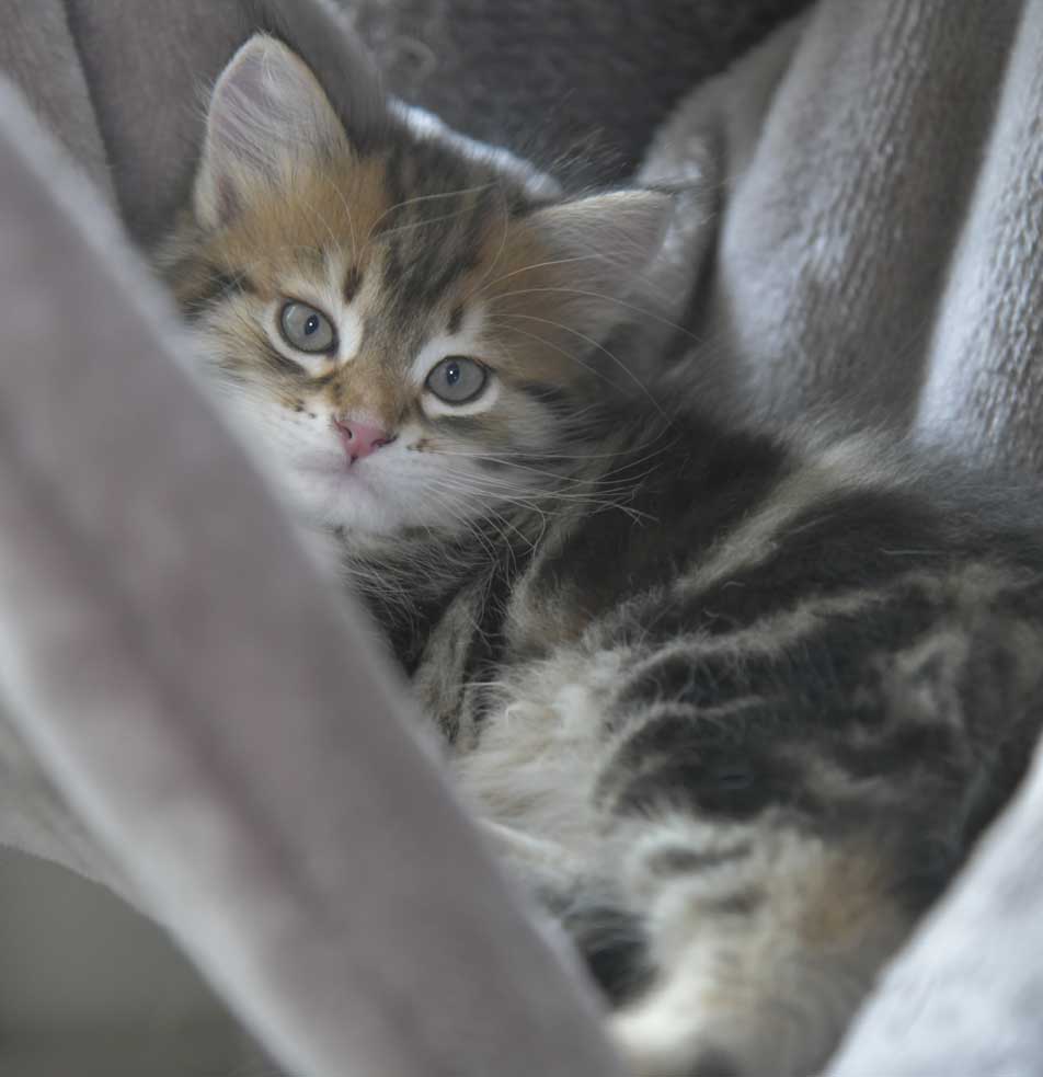 Sibirisk kattunge Semele