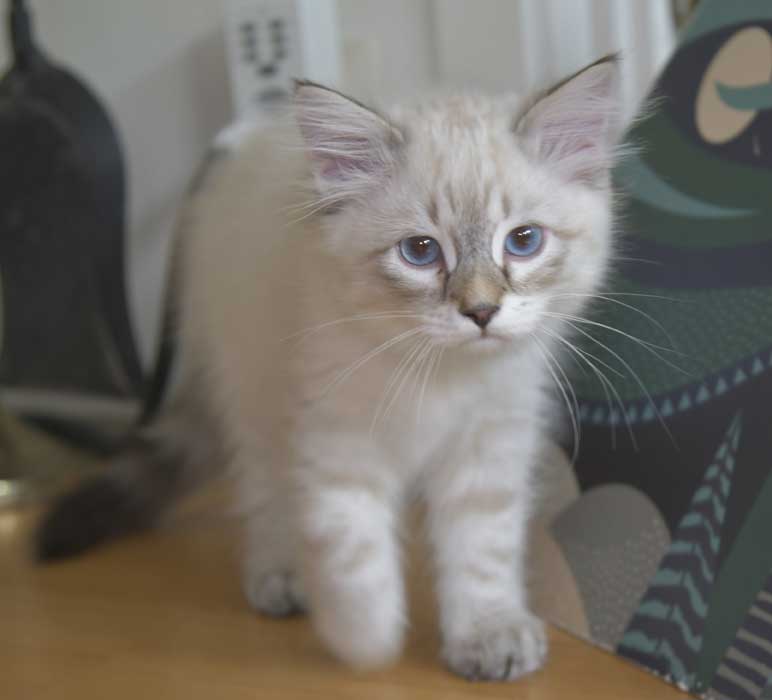 Neva Masquerade kattunge Reiko