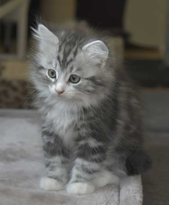 Sibirisk kattunge Seppina