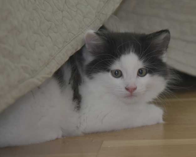 Sibirisk kattunge Saroma