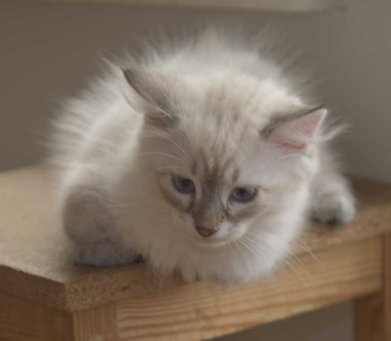 Neva Masquerade kattunge Ricci