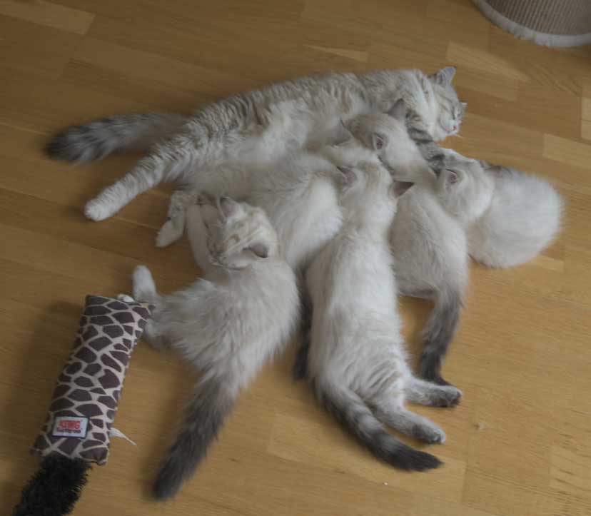 Neva Masquerade kattungar R3-kull