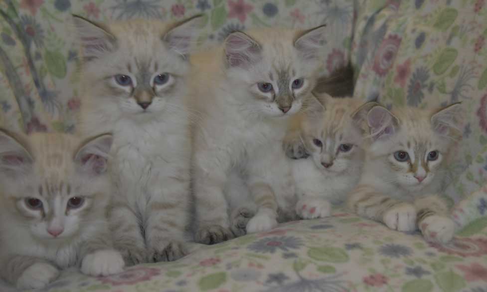 Neva Masquerade kattungar R3-kull