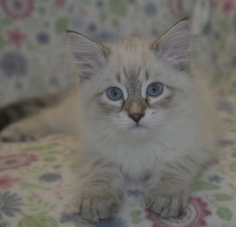 Neva Masquerade kattunge Reiko