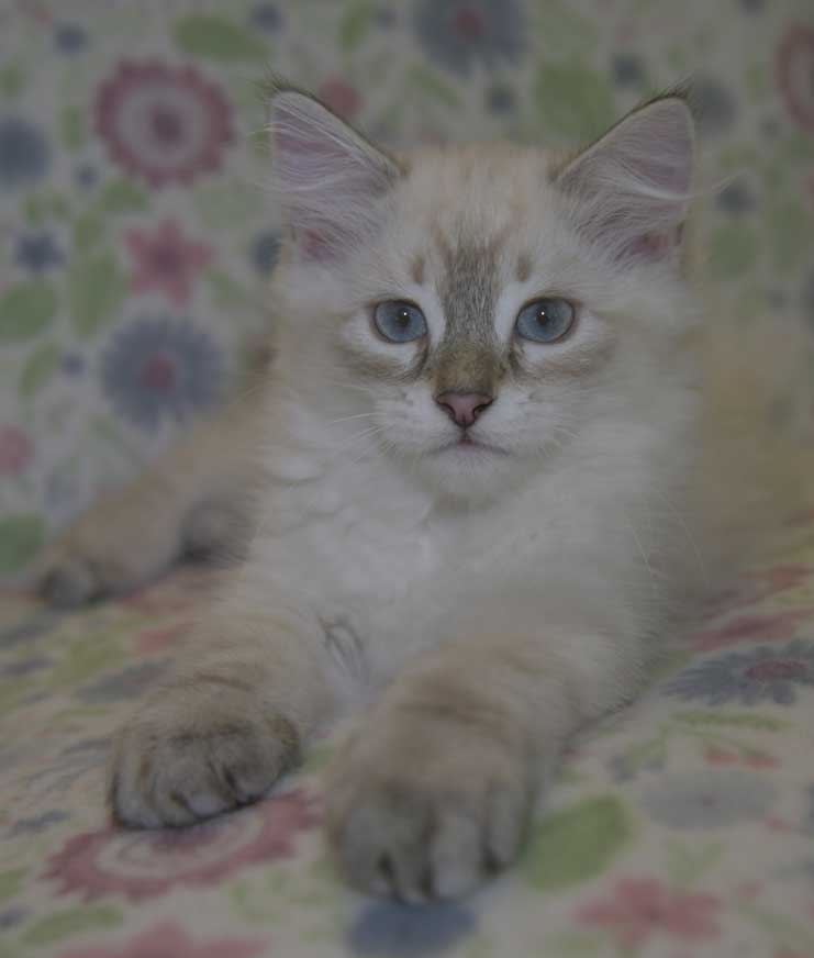 Neva Masquerade kattunge Ricci