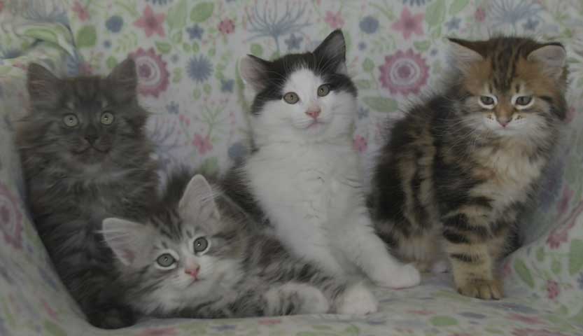 Sibiriska kattungar S3-kull