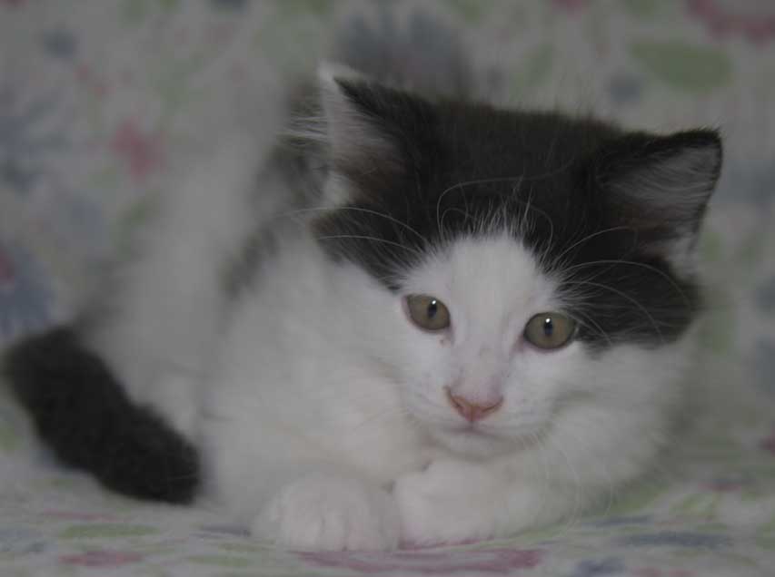 Sibirisk kattunge Saroma