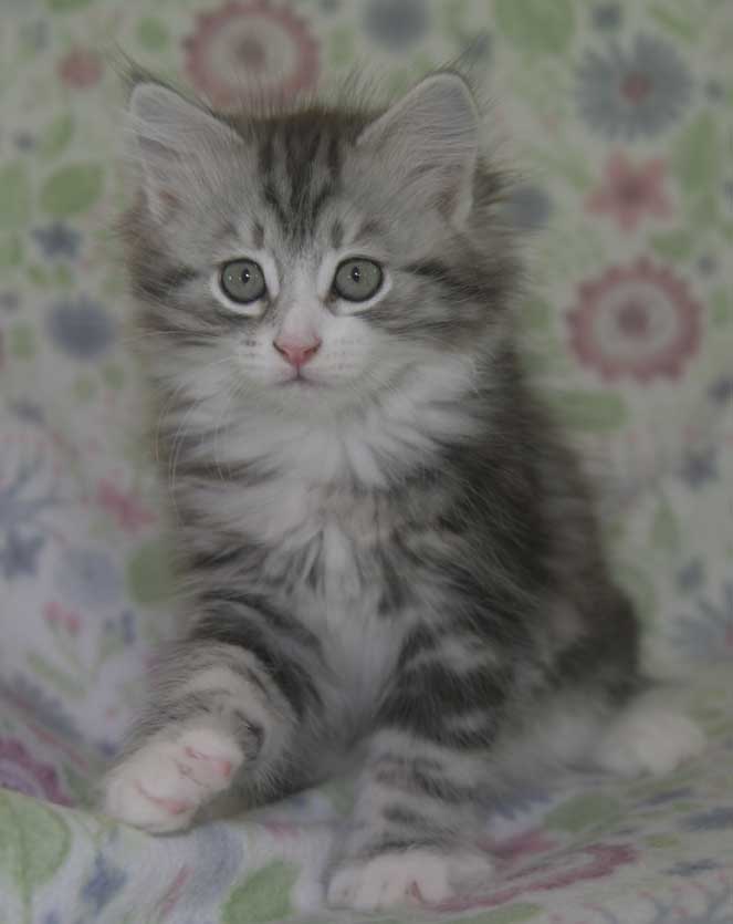 Sibirisk kattunge Seppina