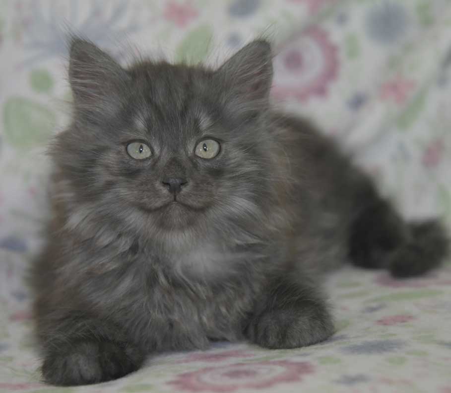 Sibirisk kattunge Skip